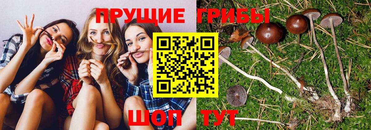 Псилоцибиновые грибы GOLDEN TEACHER  Галлюциногенные грибы Magic Shrooms  Вход с VPN  Славгород 